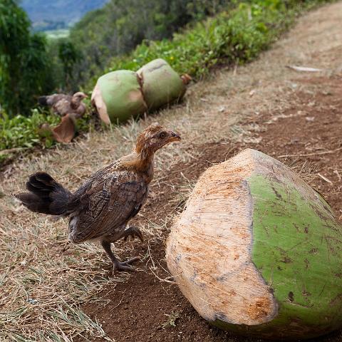087 Kauai.jpg